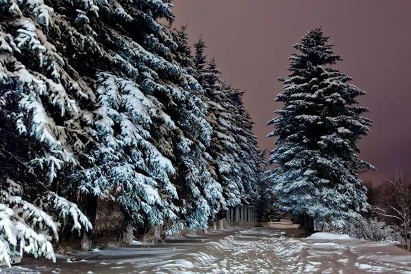 Parque de invierno — Foto de Stock