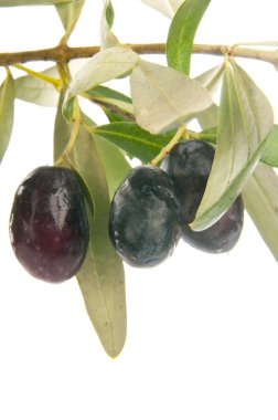 zeytin dalı