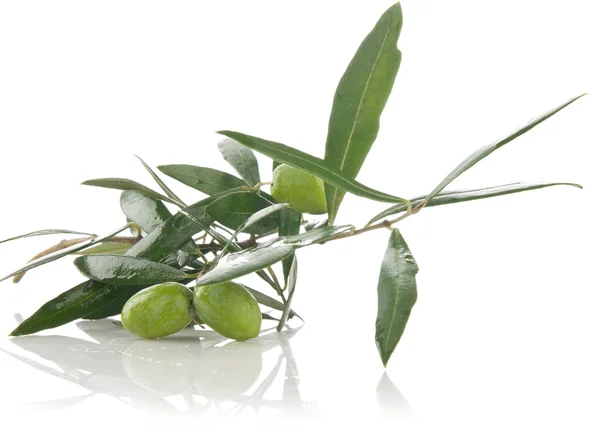 Ramo d'ulivo fresco con foglie isolate su beckground bianco — Foto Stock