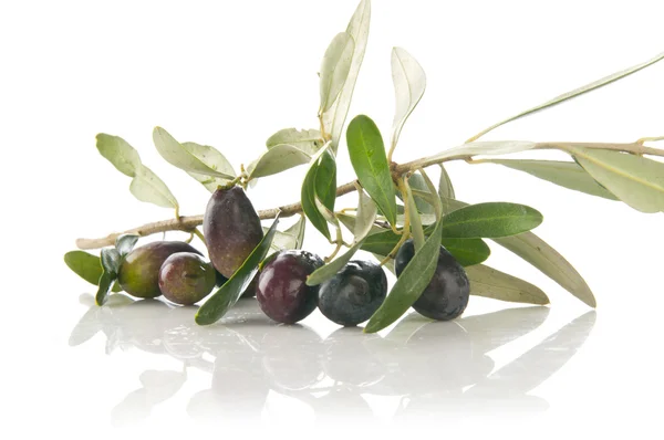 Branche fraîche d'olivier avec feuilles sur fond blanc isolé — Photo