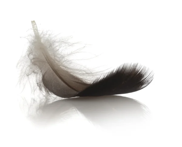 Single feather on white background isolated with reflection — Stock Photo, Image