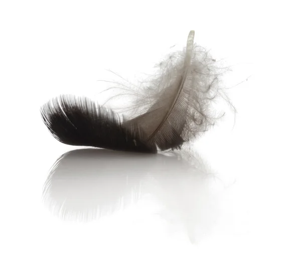Одно перо на белом фоне, изолированное отражением — стоковое фото