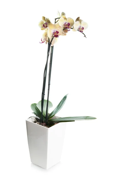 Krásná žlutá a růžová orchidej v květináči izolované na bílém — Stock fotografie