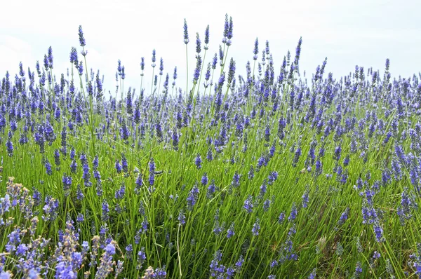 Close up of lavender in a field landscape — Stock Photo, Image