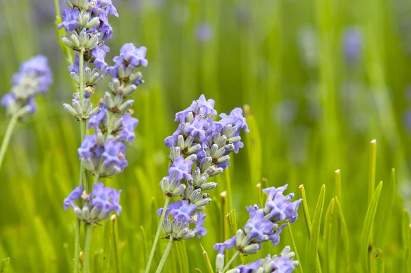 Close up of lavender in a field landscape — Free Stock Photo