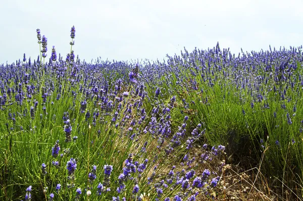 Närbild av lavendel i fältet landskap Royaltyfria Stockfoton