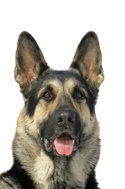 The portrate of east shepherd dog clipart