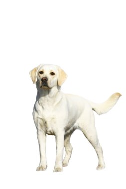 Young labrador clipart