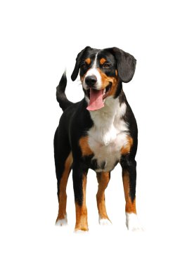 Standing dog clipart