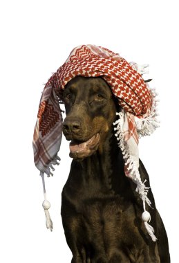 Dog in hat. clipart