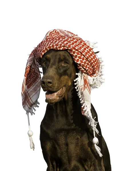 stock image Dog in hat.