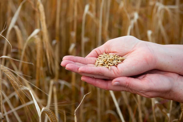 手の中に大麦の作物 — ストック写真