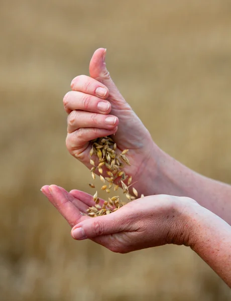 Crops of barley in the hands — Stock Photo, Image