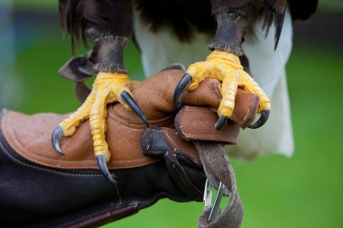 Claws of Bald Headed Eagle clipart