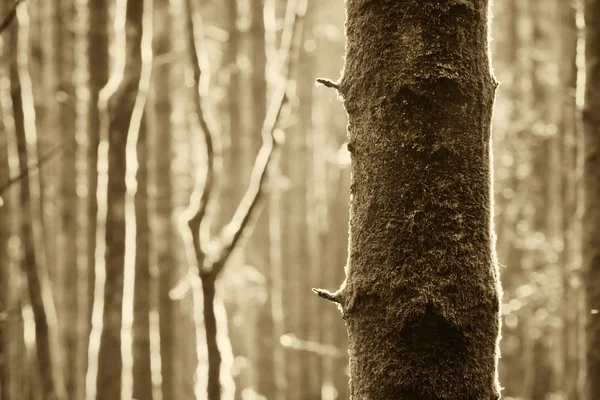 Pine forest abstrakt — Stockfoto
