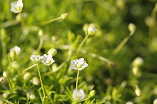 Цветущий мох — стоковое фото