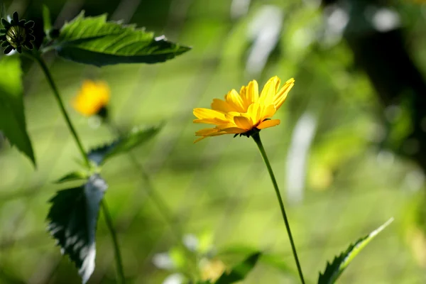 Manzanilla amarilla — Foto de Stock