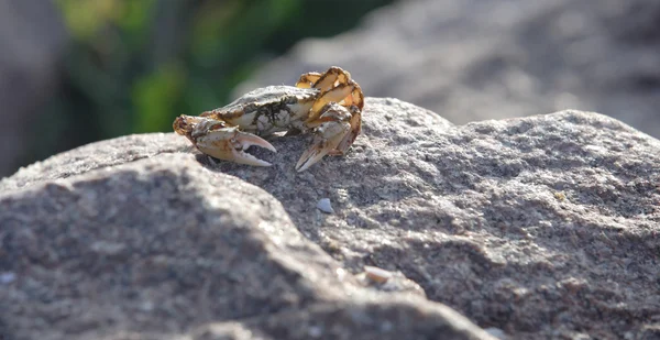 螃蟹 — 图库照片