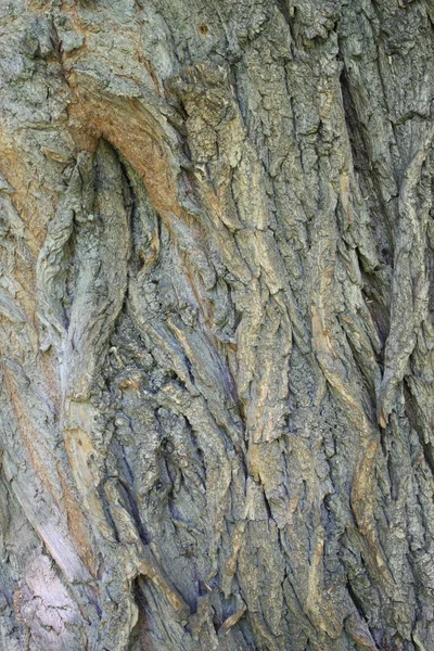 Willow trunk — Stockfoto
