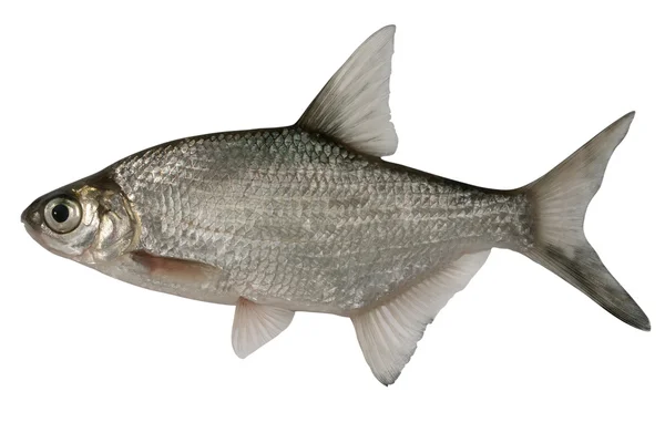 Abramis 拉马。鲷鱼 — 图库照片