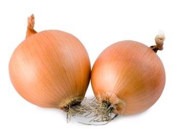 Onion clipart