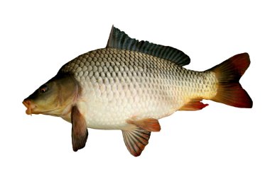 Fish carp clipart