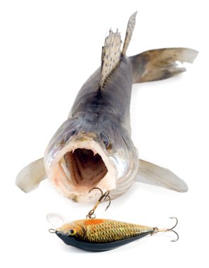 Walleye zander clipart