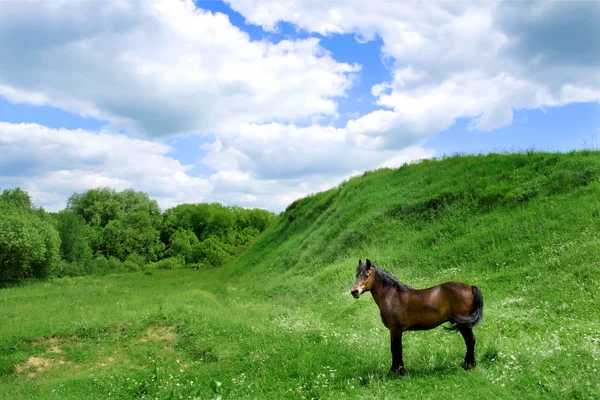 Horse on pasture — Stock Photo, Image