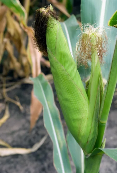 stock image Corn in husks fresh corn