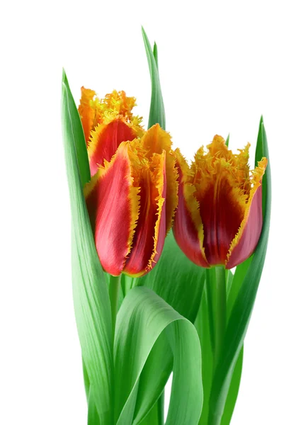 Spring tulips Royalty Free Stock Images