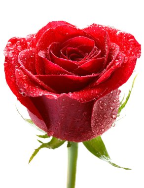 Red rose with dew clipart