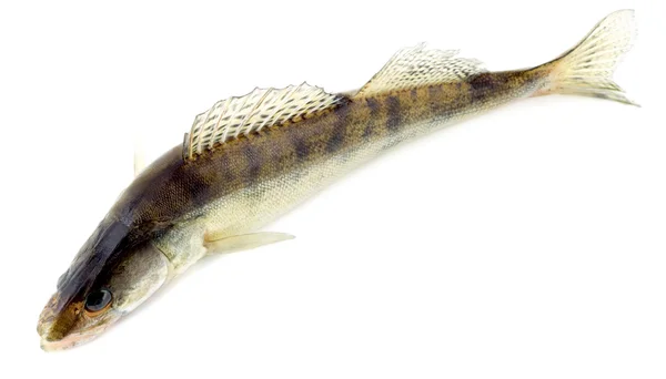 Pikeperch. — Fotografia de Stock