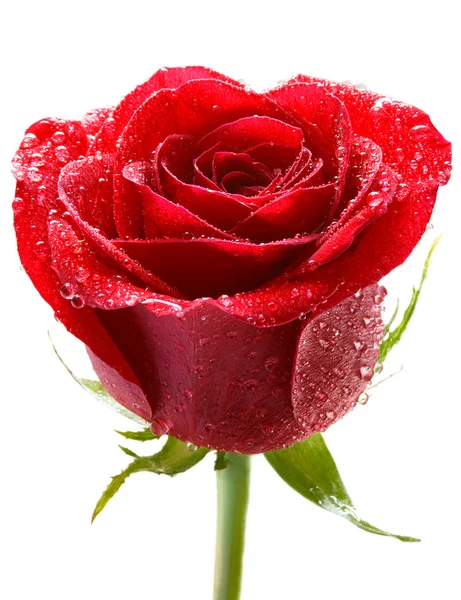 Κόκκινο τριαντάφυλλο με δροσιά — Φωτογραφία Αρχείου