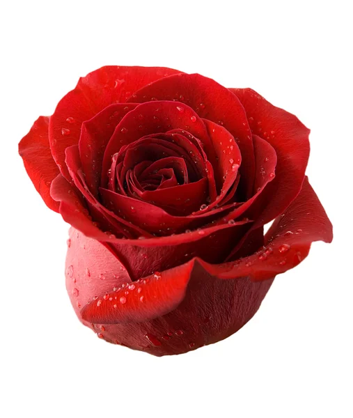 Κόκκινο τριαντάφυλλο κουμπί — Φωτογραφία Αρχείου