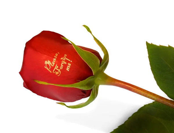 Rosa vermelha "perdoe-me " — Fotografia de Stock