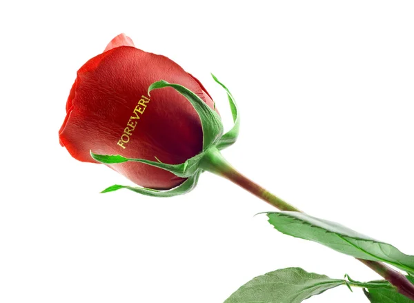 Red rose single — Stock Photo, Image