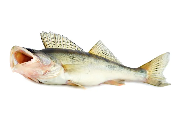 Balık predator — Stok fotoğraf