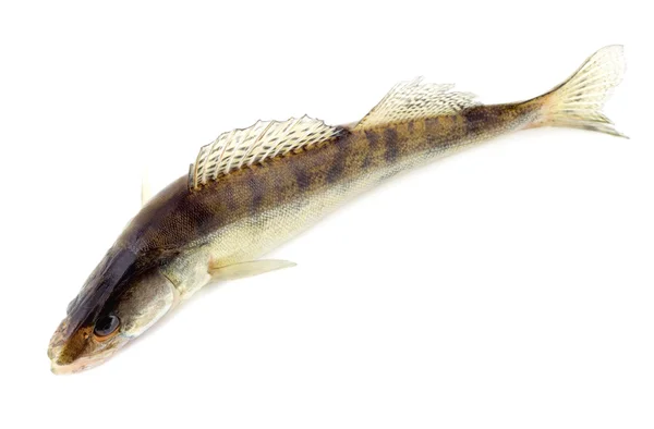 Pesce crudo — Foto Stock