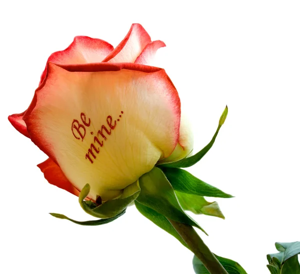 Róża "być mój..." — Zdjęcie stockowe