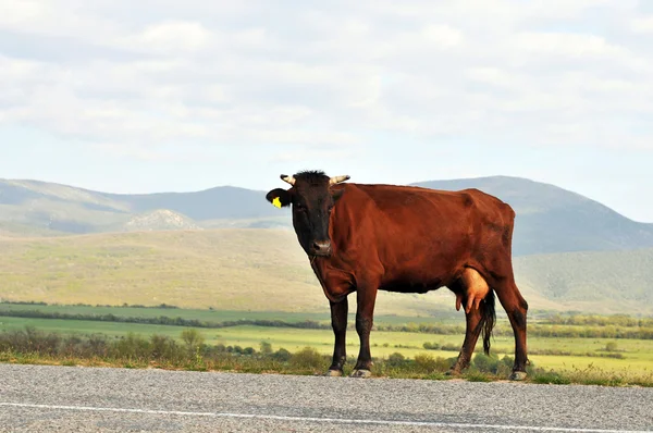 Big Cow — Stock Photo, Image