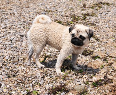 Pug on the beach clipart