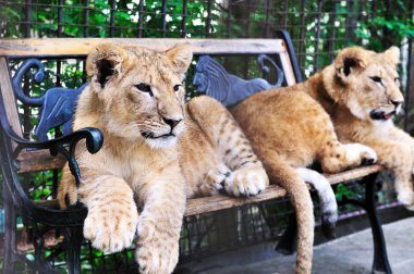 Two lion cubs clipart