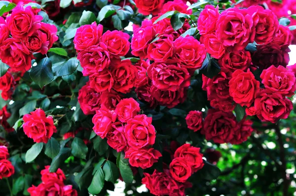Arbusto de rosas — Fotografia de Stock