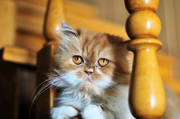 Kırmızı çok Fars kedisi — Stok fotoğraf
