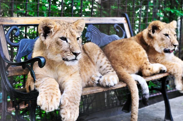 stock image Two lion cubs