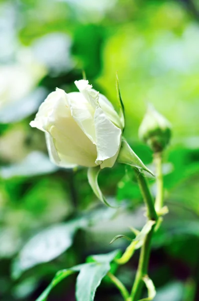 Rosa bianca fresca — Foto Stock