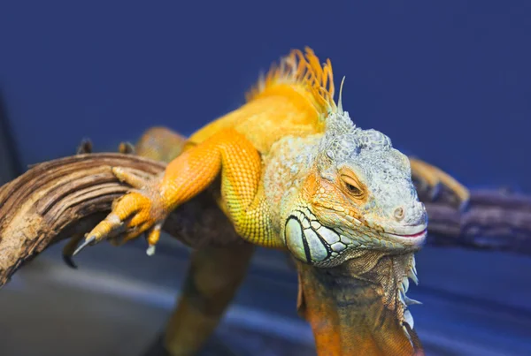 Nagy iguana gyíkok, terrárium — Stock Fotó