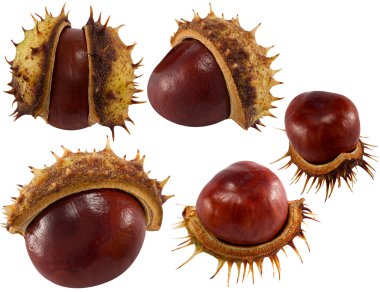 Chestnuts isolated on white for design clipart