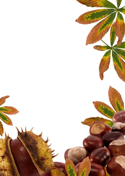 Castañas y hojas.Fondo del marco de la naturaleza del otoño — Foto de Stock