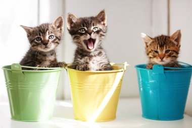 Funny kittens clipart